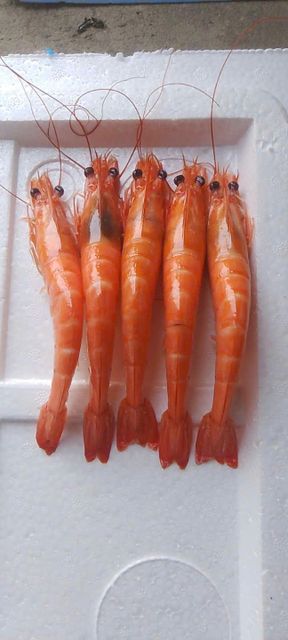 Frozen Cooked HOSO Live Vanamei 30-40 pcs/kg - Image 1
