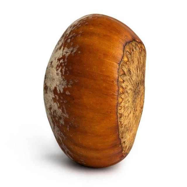 Bulk Hazelnuts Nuts Available for Sale at Low Price Fresh and Natural Quality from Trusted Food Manufacturers - Image 2