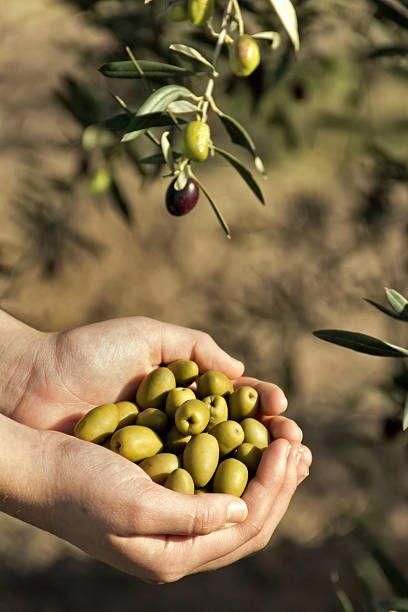 Olives pickles & olive oils - Image 1