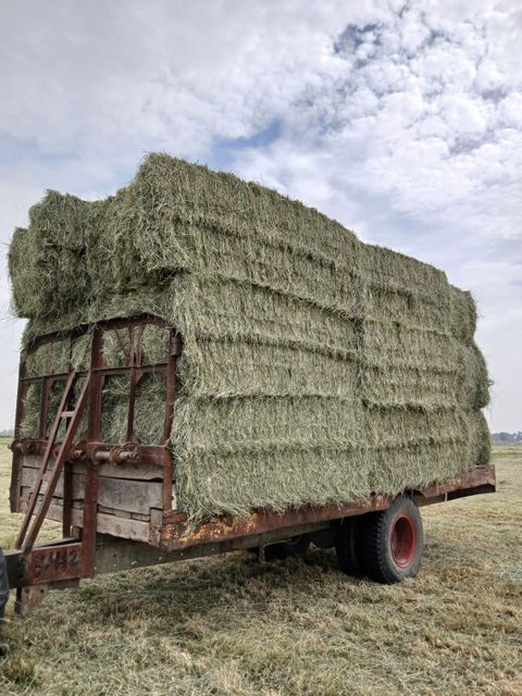 Rhode Grass - Image 3