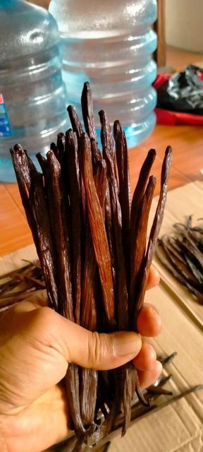 Vanilla Beans / Planifolia - Image 1