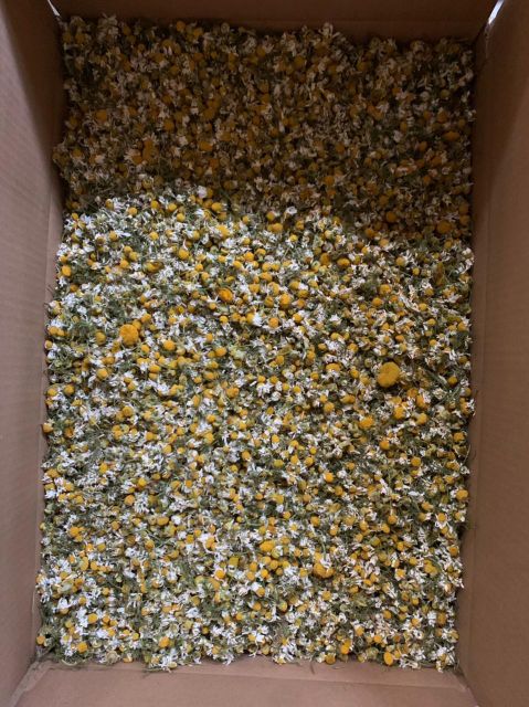 chamomile Origin Africa Form Whole Flowers & Tbc Plant Family Daisy Family Botanical Source Chamomile Container Size 20 Ft, 40 - Image 2