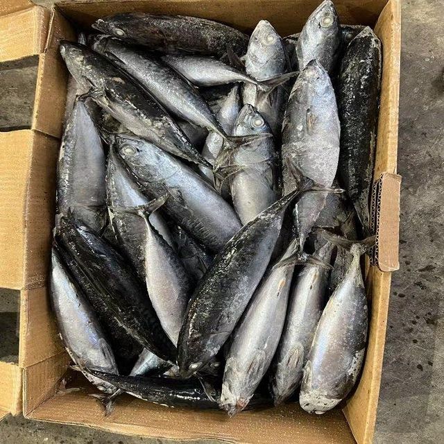 Frozen Tuna Wholesale Price With Good Quality Seafood Frozen Whole Round Bonito Tuna Fish Skipjack - Image 4