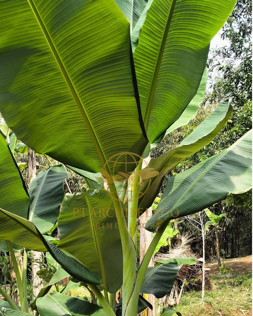 banana leaves / banana leaf Grade High Manufacturer Indonesia Farm Ingredients Banana Leaves (Musa acuminata) Shelf Life 3 to 4 weeks from the harvest period - Image 1
