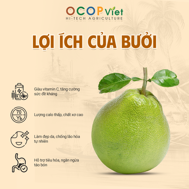 Bưởi - Pomelo Address Vietnam Brand Name OCOP Viet Packaging Details - Image 3