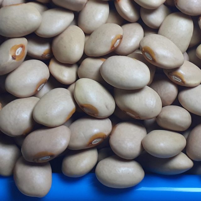 Wholesale Ethiopian High Quality Cream Beans Fresh Kidney Red and White Beans Common Cultivation Type - Image 5