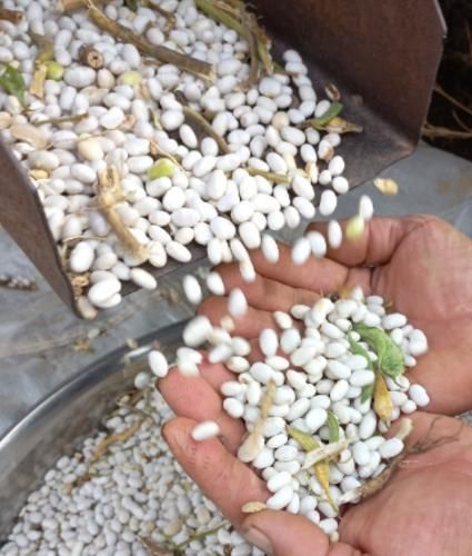 Haricot bean - Image 1