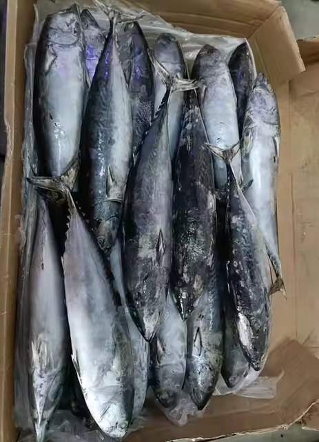 Tuna Frozen Weight (kg) - Image 2