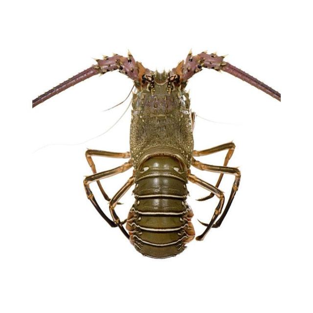 Frozen Lobster Carefully Selected From Quality Harvests Featuring High Meat Recovery And Excellent Seafood Flavor - Image 3