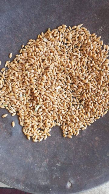 Premium Quality Wheat Grains for Flour, Bakery & Food Processing | Bulk Supply - Image 3
