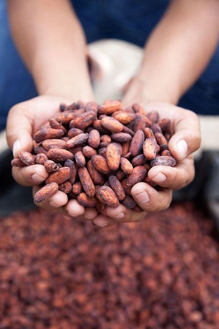 Finest Cocoa Beans Offering Rich Taste Smooth Aroma For Chocolate Production Bakery Ingredients And Food Processing - Image 5