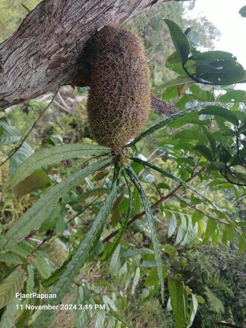 Live Myrmecodia erinacea (Ant Plant) from Papua - Image 4