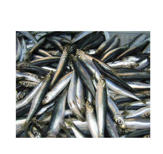 Wholesale Dealer and Supplier Of Frozen Herring Fish tilapia fish Frozen Fish Best Quality Best Factory Price Bulk Buy Online - Image 3