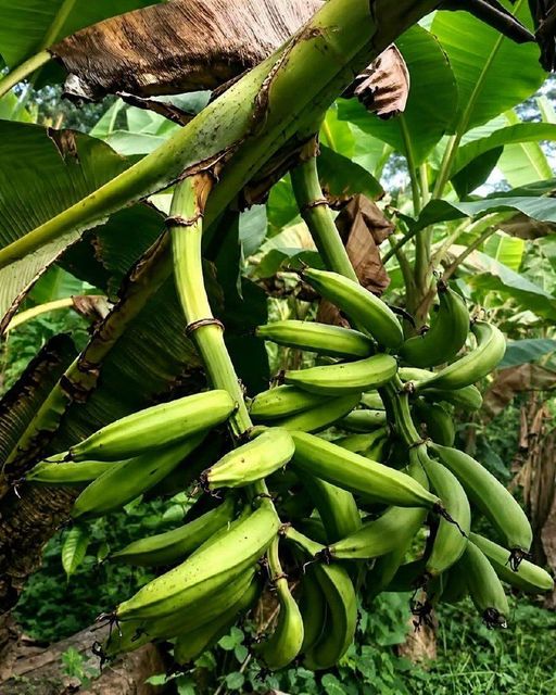 Plantains - Image 4
