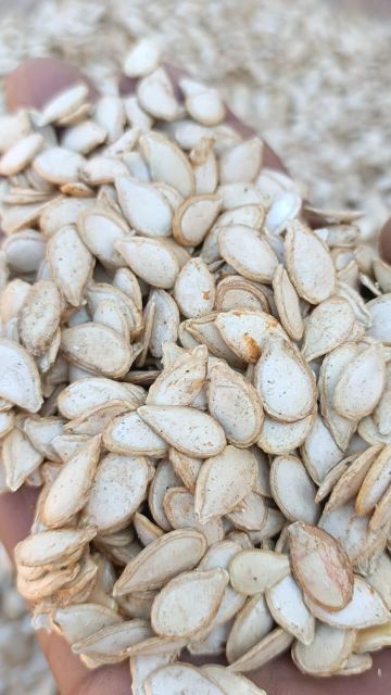 Pumpkin Seeds - Image 1