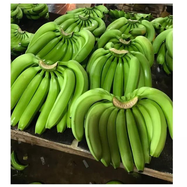 VIETNAM CAVENDISH Tropical Banana- Wholesale banana fresh /dried /Frozen Bananas - Image 4