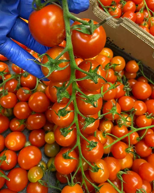 Carefully Cultivated and Hand-Harvested Fresh Cherry Tomatoes 10kg Premium Fresh Edible Cherry Tomatoes For Sale - Image 4