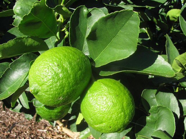 Fresh Seedless Lime Wholesale Bulk Supplier Exporter High Quality Natural Citrus for International Market - Image 3