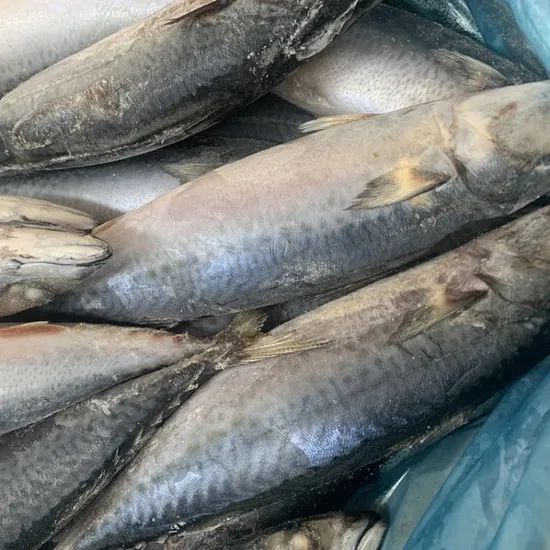 Quality Frozen Mackerel Fish for Export Style Whole Origin China Trademark OEM Processing IQF HS Code 030354 Model NO. frozen fish - Image 5
