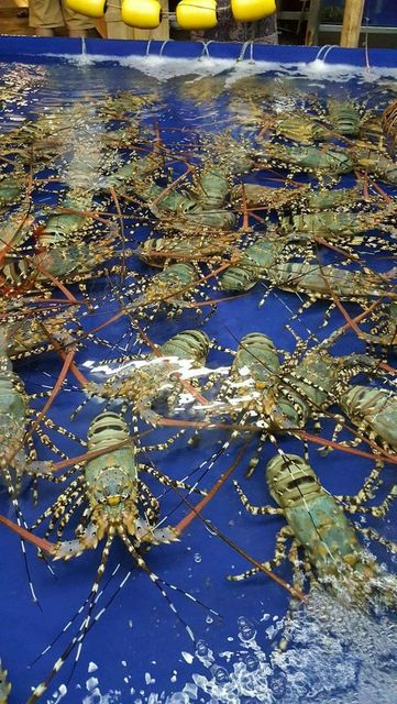 Frozen Fresh Lobsters Wholesale / Frozen Fresh Lobsters Export Bulk Price Fresh Live Lobsters For Food Service Suppliers - Image 4