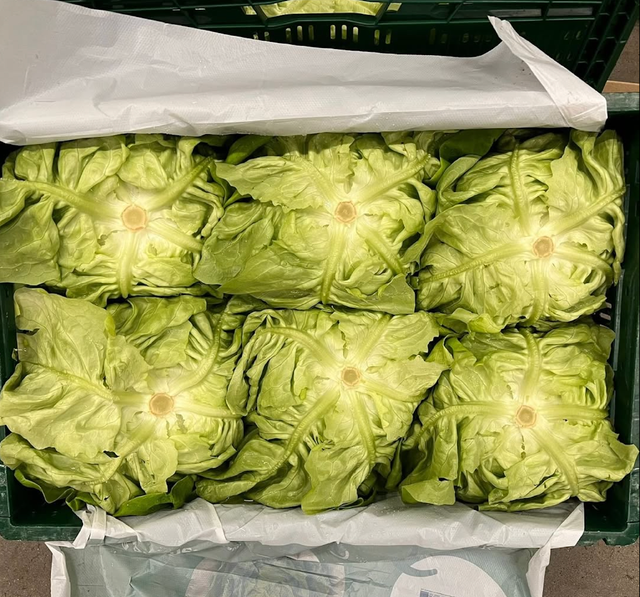 PREMIUM Fresh Healthy Lettuce – Premium Quality Green Lettuce Sourced From Trusted Growers (10 Heads per Box) - Image 3