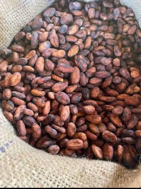 Sun Dried Cocoa Beans Whassapp +237671503419 - Image 4