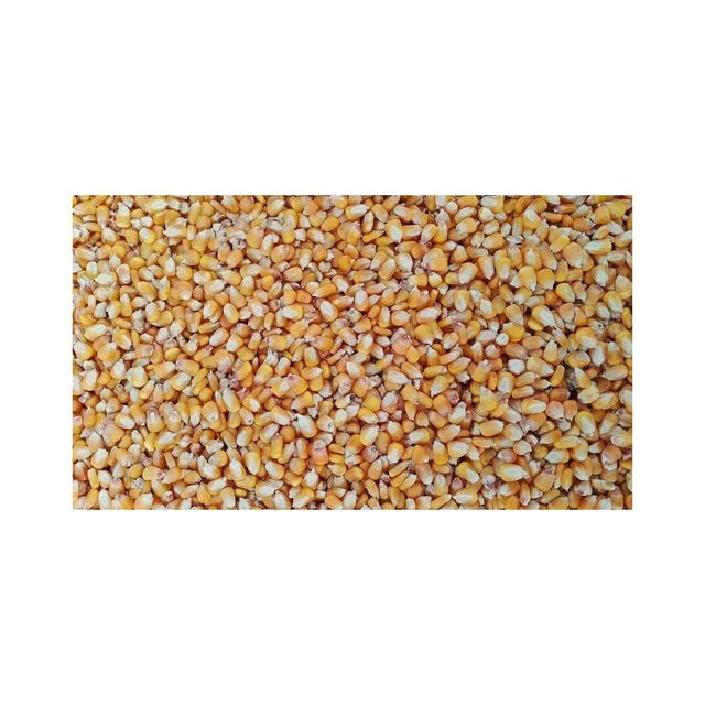 Yellow maize available in bulk for global food and feed industries - Image 1