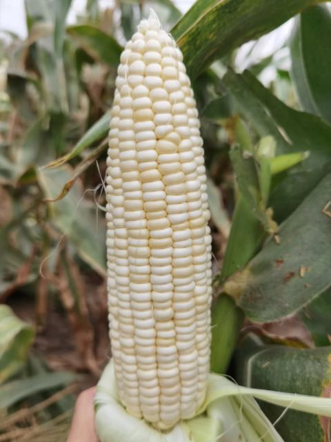 Buy white maize in large quantities fresh stock at low prices - Image 3