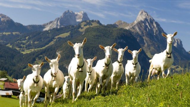 Quality Live Saanen Goats Superior Dairy Animals With High Fertility Strong Immune System Wholesale Price - Image 2