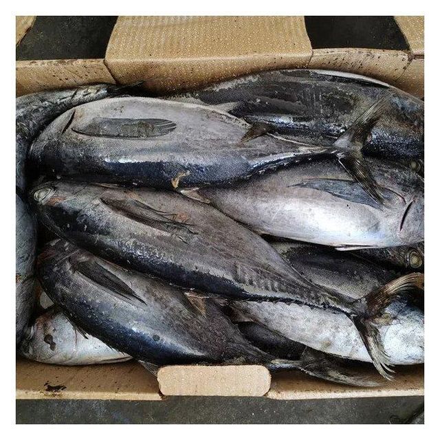 Fresh Seafood Fish Frozen Striped Tuna Bonito 1.5 kg up. – product photo 5, product detail gallery