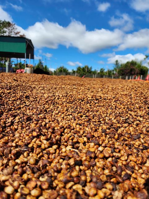 Robusta Honey (High quality) - Image 3