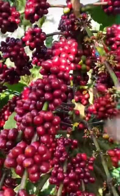 Robusta Coffee - Image 6
