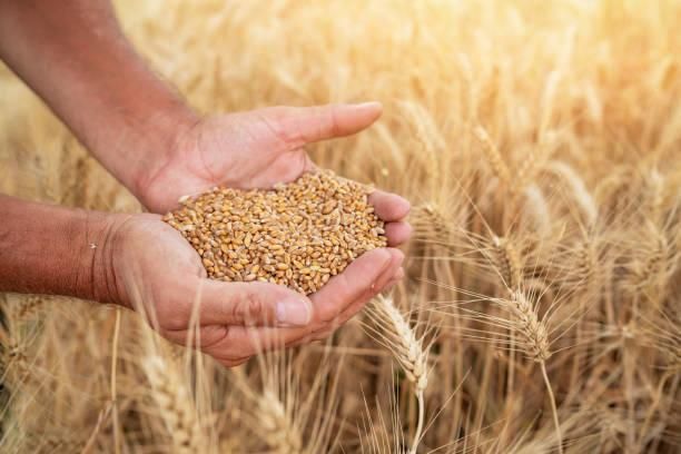 High-Quality Food Grade Wheat — Bulk & Bagged Supply for Milling and Human Consumption - Image 5