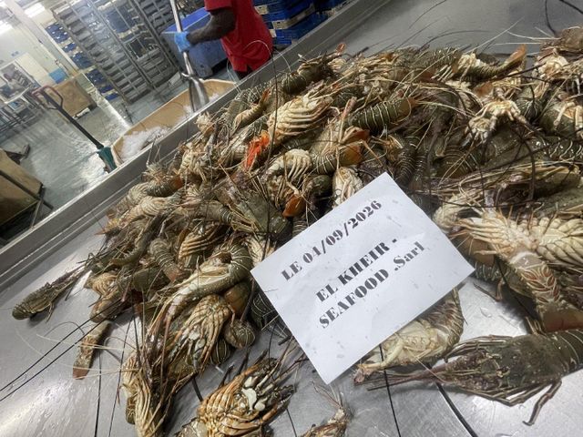 Frozen Lobster Whole - Image 5