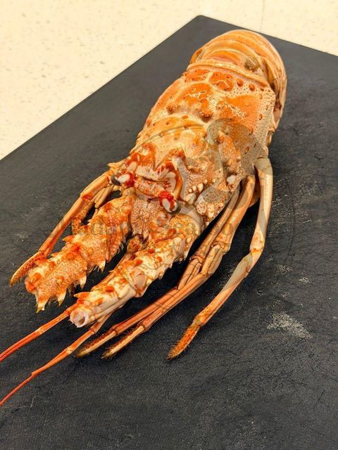Top Manufacturer Whole Frozen Raw Lobster and Tails Premium Grade Vacuum Pack France Export Quality 10kg 24 Months Shelf - Image 2