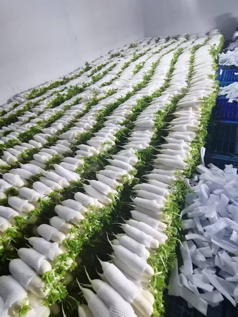 white radish Color White Texture Crisp, Juicy Weight 0.5–2kg Per Piece Origin Premium Planting Areas In China Logistics Reliable Cold-chain Logistics - Image 2