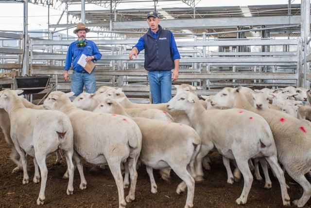 Merino Sheep Weight (kg) 4.5 Place of Origin South Africa Meat Yield Per Sheep Just Over 6 Kg Dominant Breed Merino And Merino Derivates - Image 3