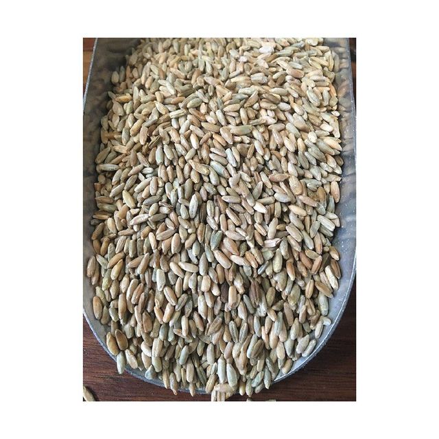 Bulk rye grain wholesale in large stock at cheap factory price - Image 4