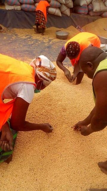 Premium Organic And Non GMO Soybeans Yellow Soybeans are Available in Bulk Quantity at Affordable Price Whatsap +255787979235 - Image 3