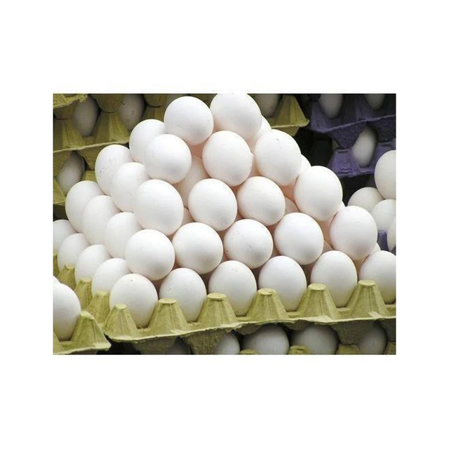 Premium Fresh White Table Eggs – SABA Grade Quality from Belgium - Image 3