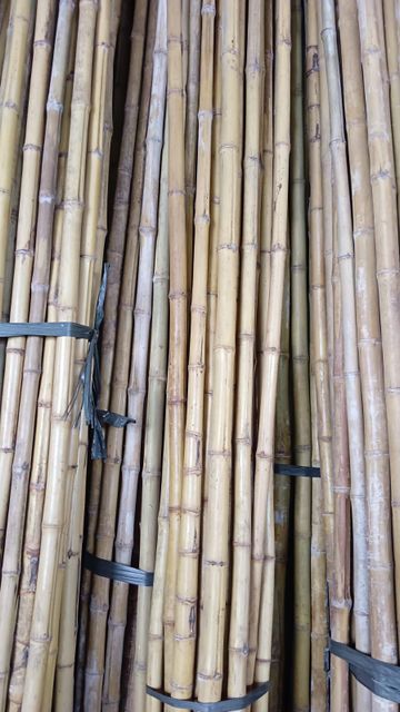 Bamboo Apus - Image 1
