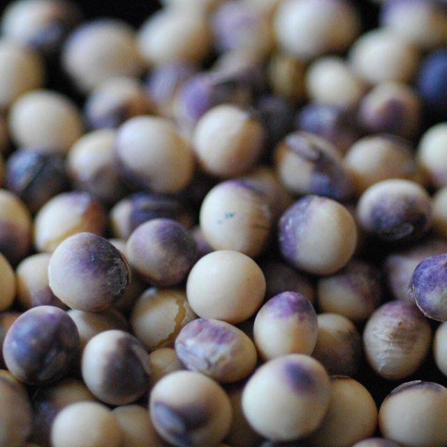 Soybean Seed For Food Featuring 99% Purity Excellent Protein Content And Carefully Managed Post Harvest Handling - Image 4