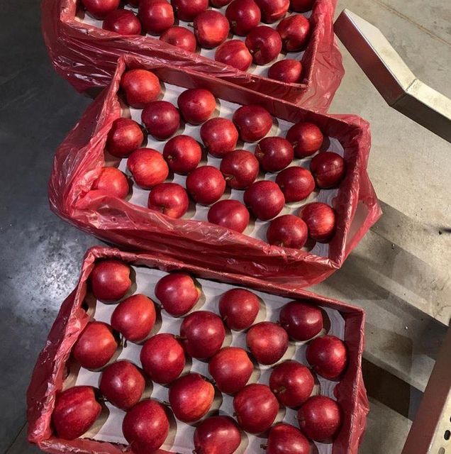 Fresh Royal Beauty Apples available Organic Yes Origin South Africa Quality Control Strict Degree of Processing Fresh Variety Gala, Royal Beauty - Image 3