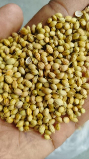Coriander - Image 3