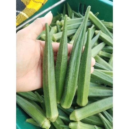 Fresh Okra - 100% Natural Vegetable Pods Color Green Length Variable Weight Variable Shelf Life 2 YEARS Place of Origin ; - Image 3