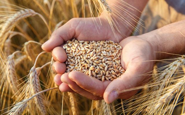 High Quality Wholesale Supplier Organic Whole Wheat Grain for Sale in Reasonable Price - Image 3