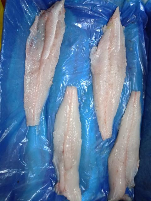 Frozen Hake Filet Merluccious Gayi Origin Ecuador Availability - Image 2