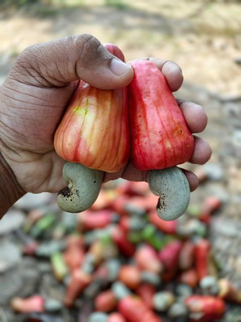 Premium Natural Authentic Konkan Cashew W240 | Large Kaju Nuts | Goa Origin Fresh Cashews – Oh My Kaju™ - Image 4