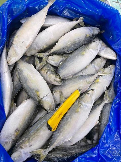BEST QULAITY FROZEN INDIAN MACKEREL WHOLE - Image 5