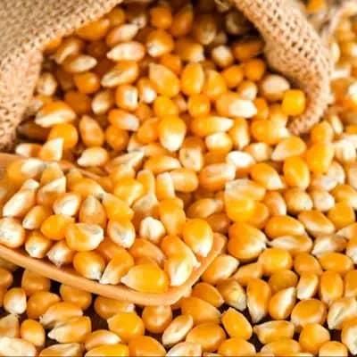 Top Quality White Corn/Maize for Animal Feed/Bulk Yellow-White Corn Suppliers. WHATSAPP +255787979235 - Image 5